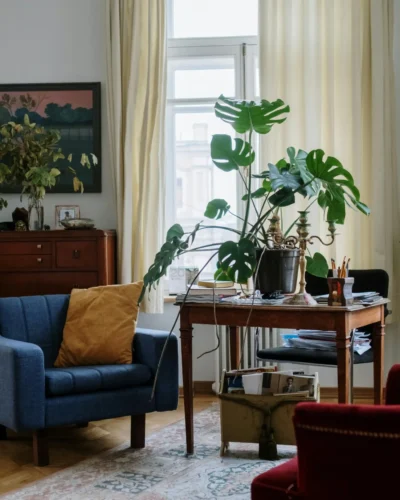 Monstera deliciosa in a studio apartment in london