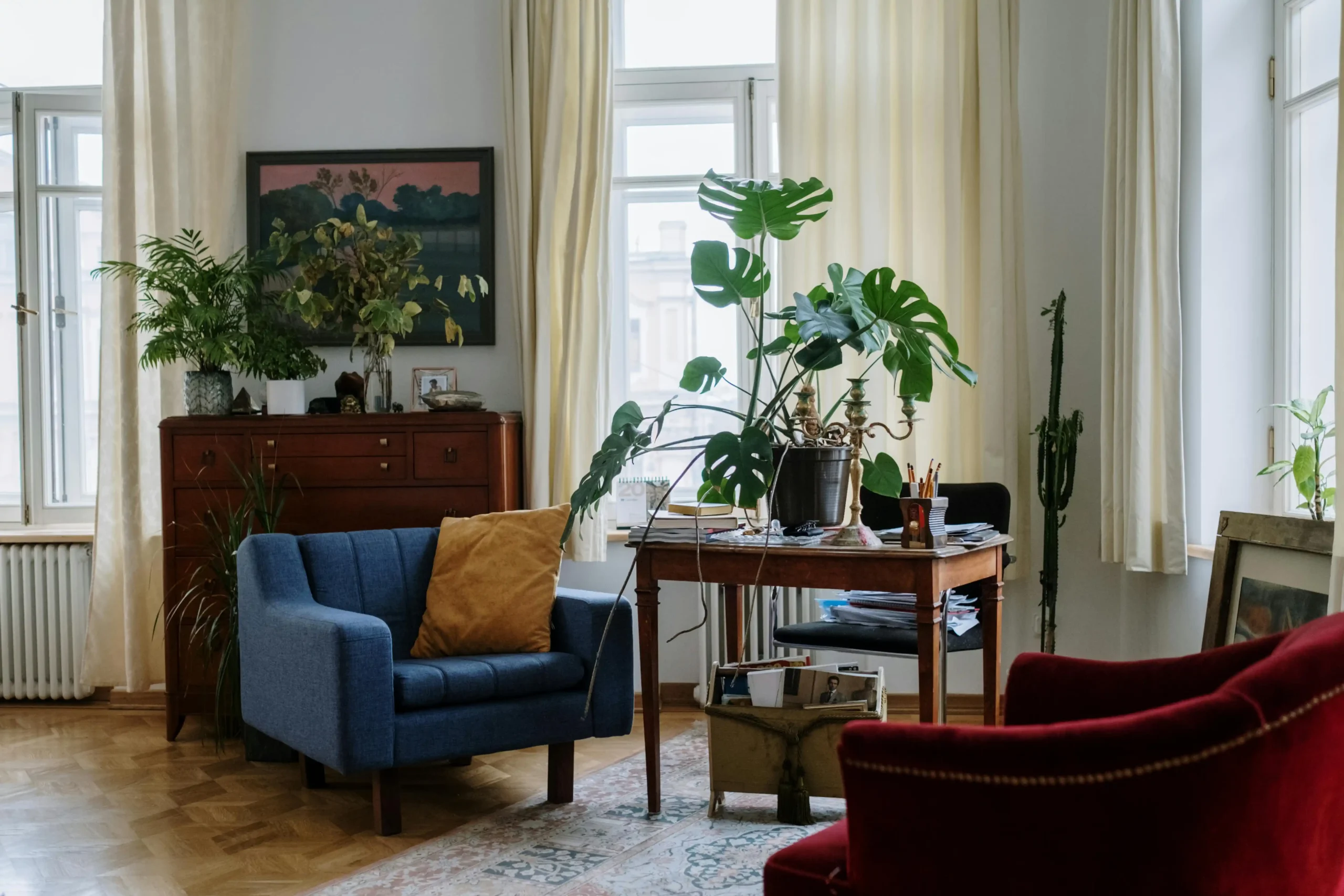 Monstera deliciosa in a studio apartment in london
