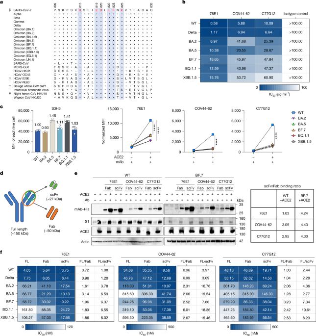 antibody binding