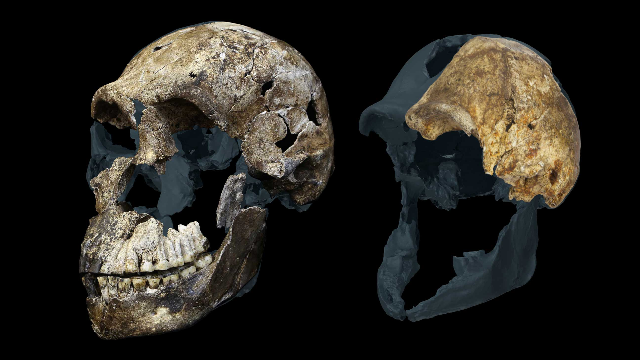 homo naledi females