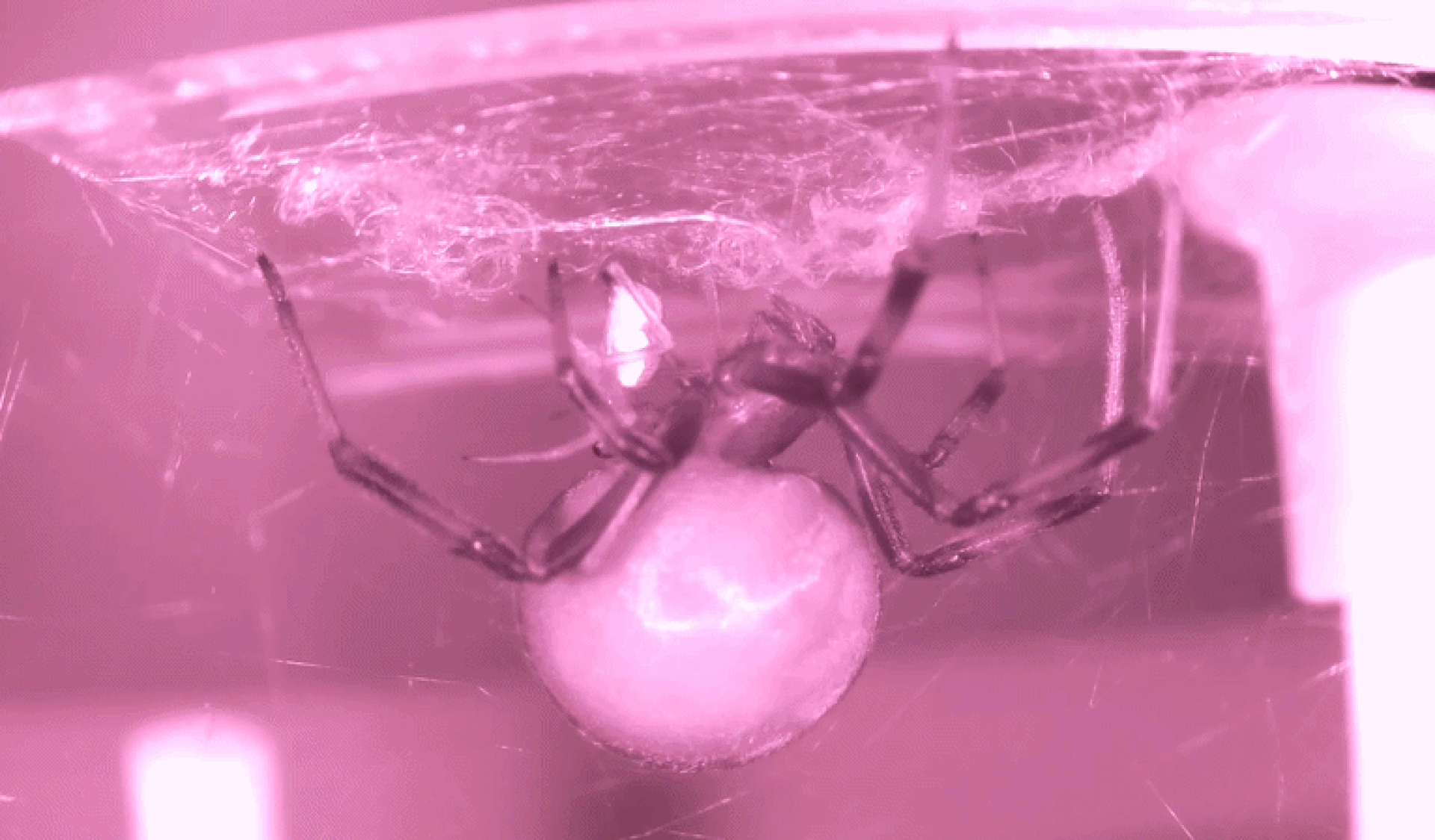 black widow behavior